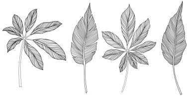 Beyaz koleksiyondaki soyut yapraklar. Tropikal yapraklar hazır. El çizimi klasik illüstrasyon.