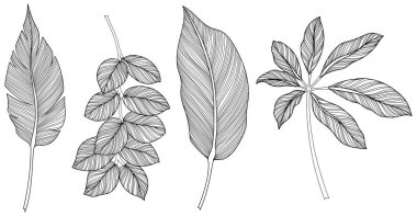 Beyaz koleksiyondaki soyut yapraklar. Tropikal yapraklar hazır. El çizimi klasik illüstrasyon.