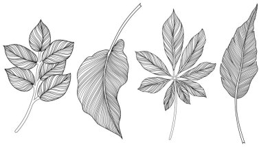 Beyaz koleksiyondaki soyut yapraklar. Tropikal yapraklar hazır. El çizimi klasik illüstrasyon.