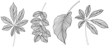 Beyaz koleksiyondaki soyut yapraklar. Tropikal yapraklar hazır. El çizimi klasik illüstrasyon.