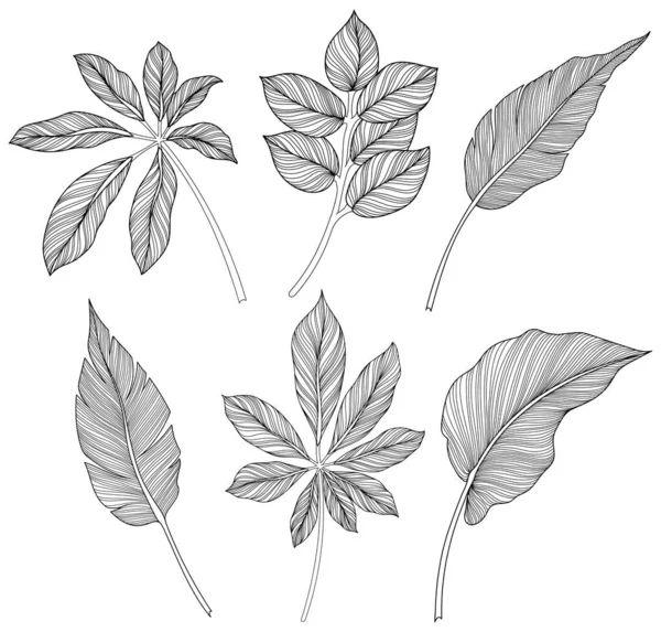 Folhas Abstratas Isoladas Coleção Branca Conjunto Folhas Tropicais Desenho Mão —  Vetores de Stock