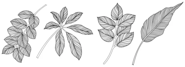 Abstrakte Blätter Isoliert Auf Weißer Kollektion Tropische Blätter Gesetzt Handgezeichnete — Stockvektor