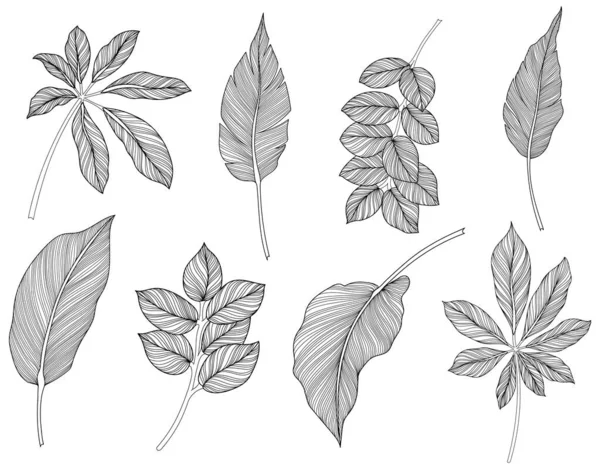 Αφηρημένα Φύλλα Που Απομονώνονται Στη Λευκή Συλλογή Τροπικά Φύλλα Έτοιμα — Διανυσματικό Αρχείο