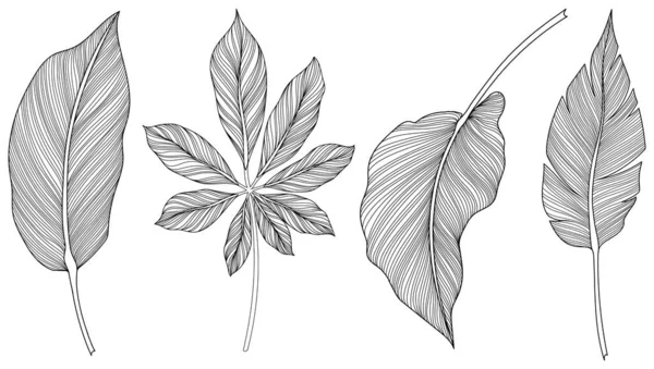 Αφηρημένα Φύλλα Που Απομονώνονται Στη Λευκή Συλλογή Τροπικά Φύλλα Έτοιμα — Διανυσματικό Αρχείο