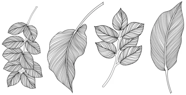 Abstrakte Blätter Isoliert Auf Weißer Kollektion Tropische Blätter Gesetzt Handgezeichnete — Stockvektor