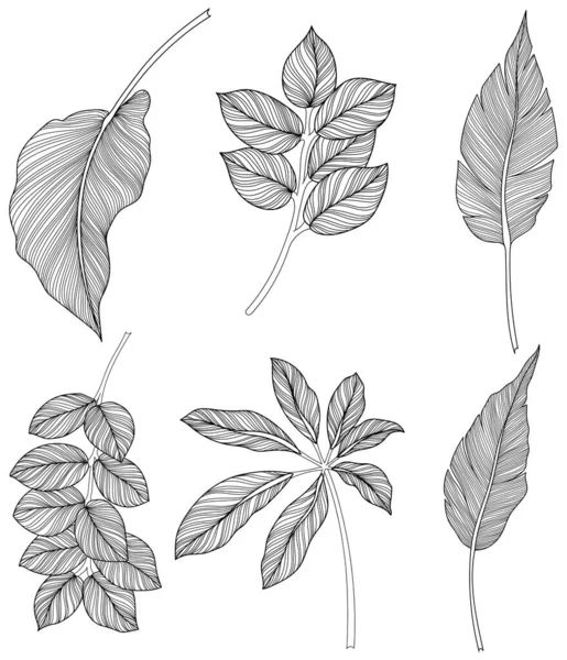 Abstract Leaves Isolated White Collection Tropical Leaves Set Hand Drawn — Stock Vector