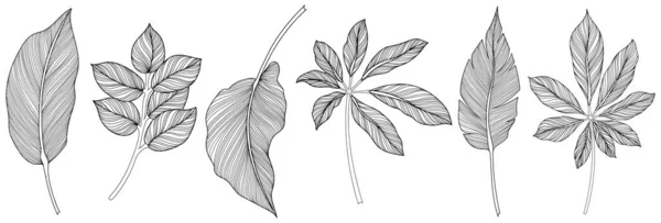 Beyaz Koleksiyondaki Soyut Yapraklar Tropikal Yapraklar Hazır Çizimi Klasik Illüstrasyon — Stok Vektör