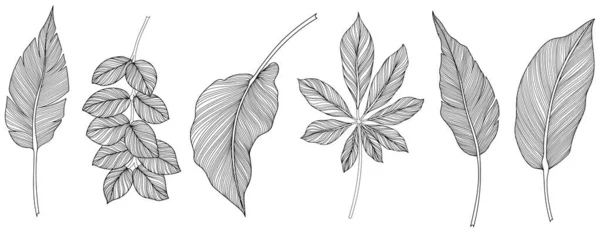Абстрактные Листья Выделены Белой Коллекции Тропические Листья Готовы Ручной Рисунок — стоковый вектор