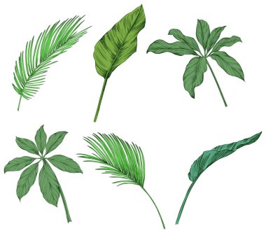  Beyazlar üzerinde yalıtılmış bırakır. Tropik yapraklar. El çizimi yeşil illüstrasyon.