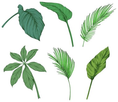  Beyazlar üzerinde yalıtılmış bırakır. Tropik yapraklar. El çizimi yeşil illüstrasyon.