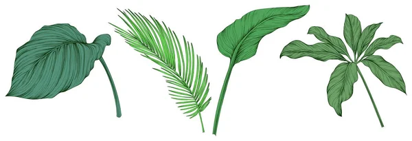 Frunze Izolate Alb Frunzele Tropicale Ilustrație Verde Desenată Manual — Vector de stoc