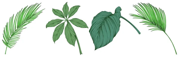 Hojas Aisladas Blanco Hojas Tropicales Ilustración Verde Dibujada Mano — Archivo Imágenes Vectoriales