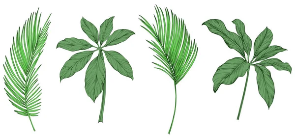 Beyazlar Üzerinde Yalıtılmış Bırakır Tropik Yapraklar Çizimi Yeşil Illüstrasyon — Stok Vektör