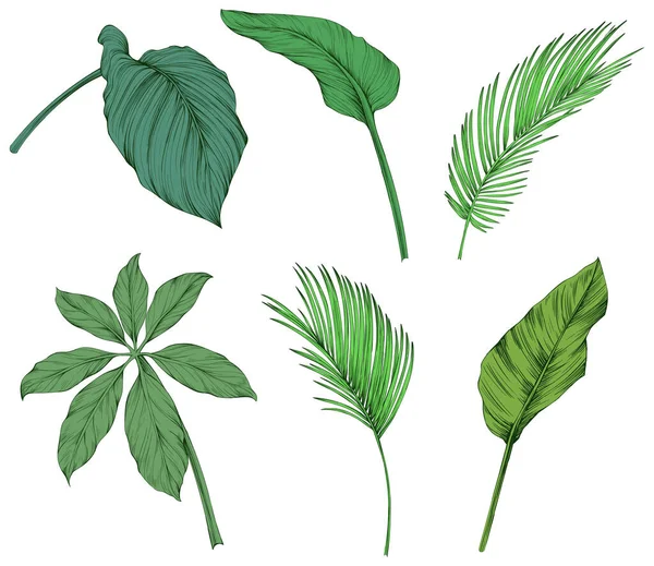 Bladeren Geïsoleerd Wit Tropische Bladeren Handgetekende Groene Illustratie — Stockvector