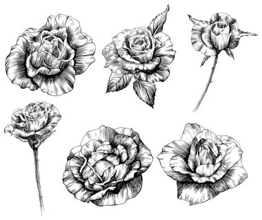 Gül çiçekleri. Ayrı çizilmiş el çizimi.