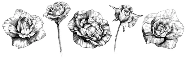 Flores Rosa Conjunto Aislado Dibujado Mano — Vector de stock