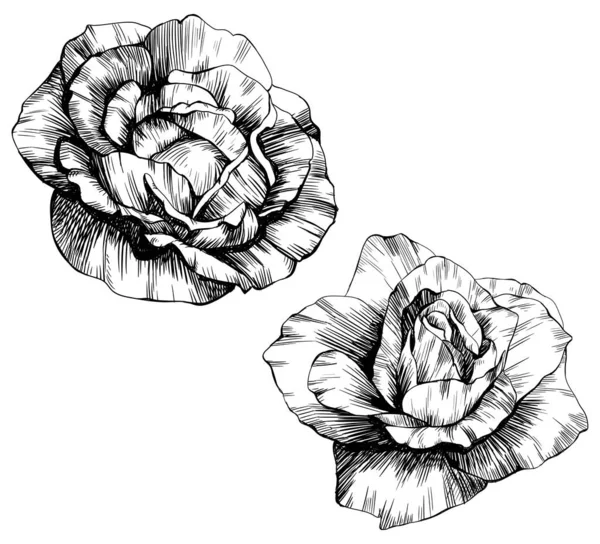バラの花 絶縁手描きセット — ストックベクタ