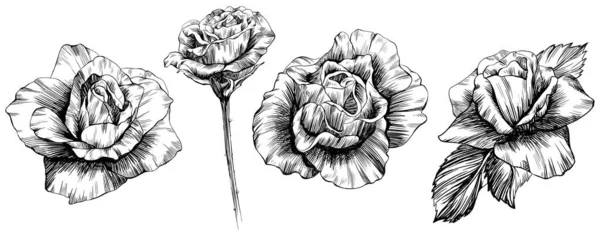 バラの花 絶縁手描きセット — ストックベクタ