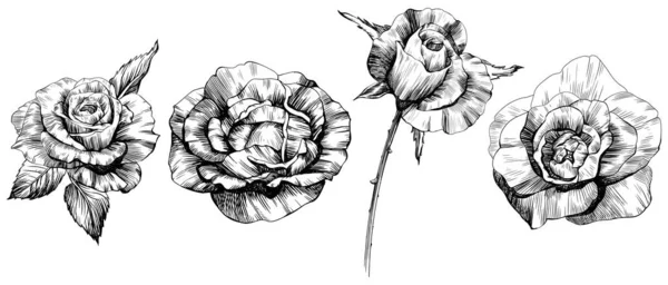 Des Fleurs Roses Ensemble Isolé Dessiné Main — Image vectorielle