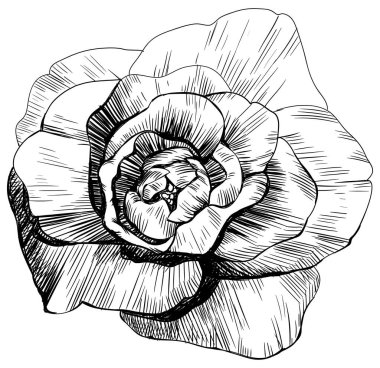 Beyaz üzerine izole gül çiçeği. el çizimi klasik illüstrasyon.