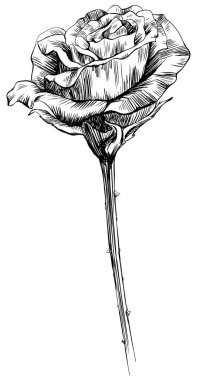 Beyaz üzerine izole gül çiçeği. el çizimi klasik illüstrasyon.