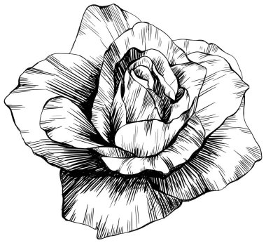 Beyaz üzerine izole gül çiçeği. el çizimi klasik illüstrasyon.