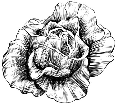 Beyaz üzerine izole gül çiçeği. el çizimi klasik illüstrasyon.