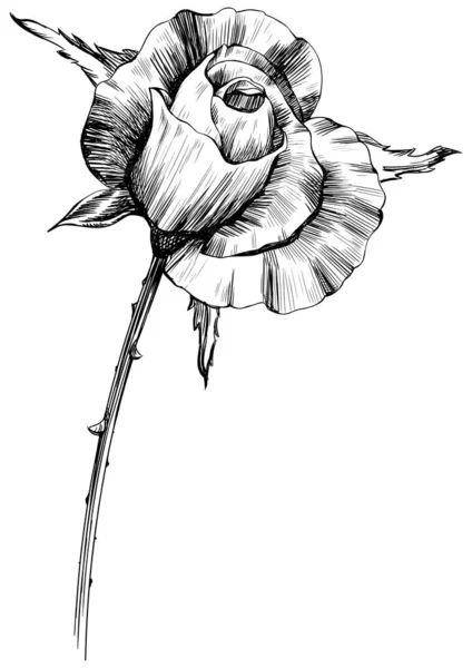 Fleur Rose Isolée Sur Blanc Illustration Vintage Dessinée Main — Image vectorielle
