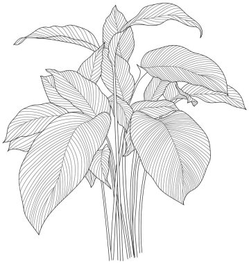 Beyaz koleksiyondaki izole edilmiş yapraklar. Tropikal yapraklar elle çizilmiş soyut çizimler.