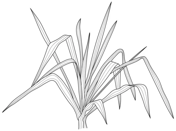 葉は白い集合に孤立します 熱帯の葉手描き抽象イラスト — ストックベクタ