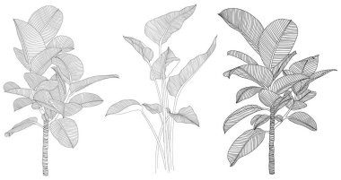 Beyaz koleksiyondaki izole edilmiş yapraklar. Tropikal yapraklar hazır. El çizimi soyut illüstrasyon.