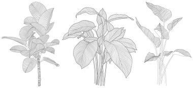 Beyaz koleksiyondaki izole edilmiş yapraklar. Tropikal yapraklar hazır. El çizimi soyut illüstrasyon.