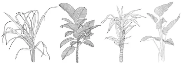 Frunze Izolate Colecția Albă Frunzele Tropicale Setate Ilustrație Abstractă Desenată — Vector de stoc