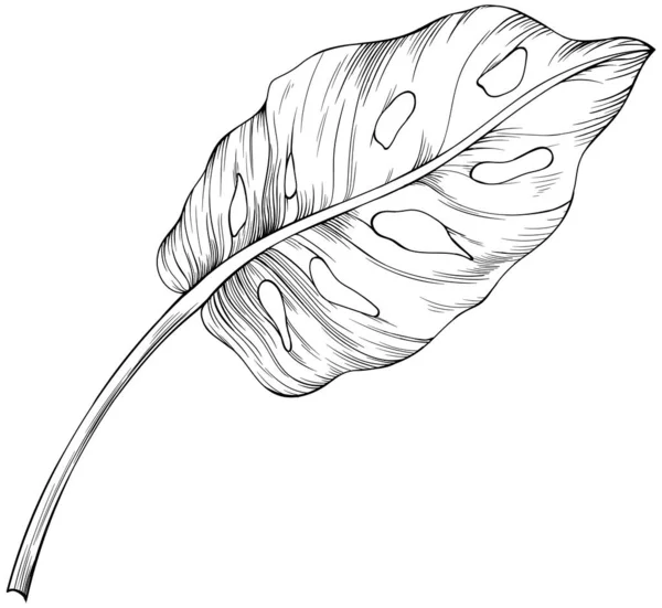 몽테라 잉크는 흰색에 분리되어 손으로 나뭇잎 빈티지 — 스톡 벡터