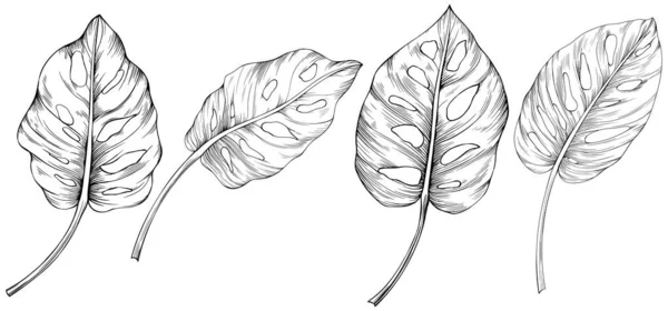 Blätter Isoliert Auf Weiß Monstera Handgezeichnete Illustration — Stockvektor
