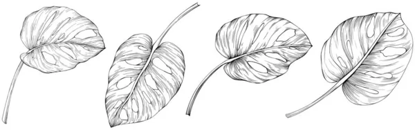 Φύλλα Απομονώνονται Στο Λευκό Χειροποίητη Απεικόνιση Monstera — Διανυσματικό Αρχείο