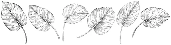 Blätter Isoliert Auf Weiß Monstera Handgezeichnete Illustration — Stockvektor