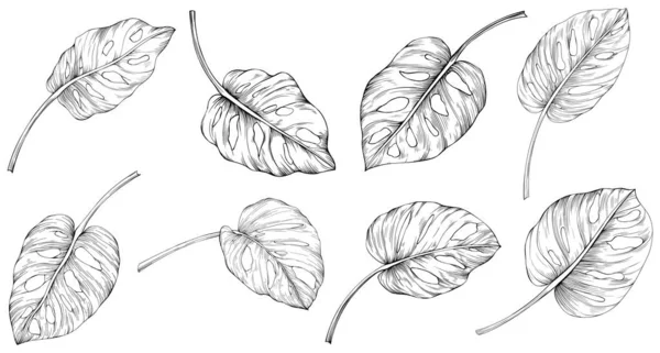 Folhas Isoladas Branco Monstera Ilustração Desenhada Mão —  Vetores de Stock