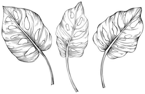 Folhas Isoladas Branco Monstera Ilustração Desenhada Mão — Vetor de Stock
