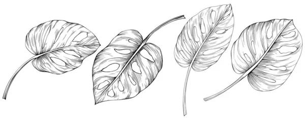 叶子在白色上被隔离 Monstera手绘插图 — 图库矢量图片
