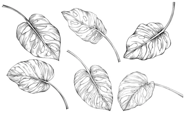 Φύλλα Απομονώνονται Στο Λευκό Χειροποίητη Απεικόνιση Monstera — Διανυσματικό Αρχείο