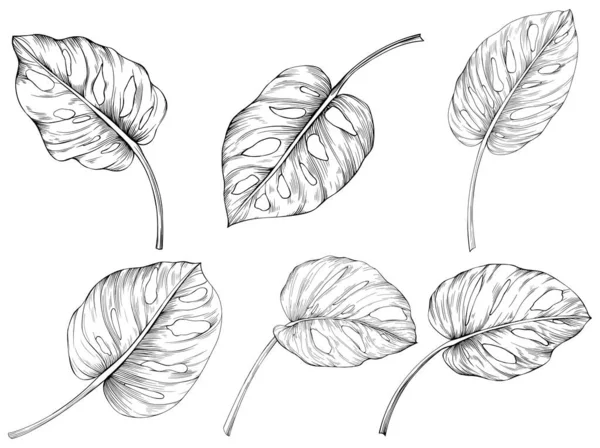 葉は白に孤立します 手描きモンスターイラスト — ストックベクタ