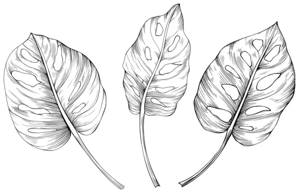 Bladeren Geïsoleerd Wit Monstera Met Hand Getekend Illustratie — Stockvector
