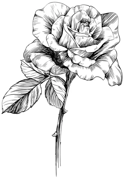 Fiore Rosa Isolato Bianco Illustrazione Vintage Disegnata Mano — Vettoriale Stock