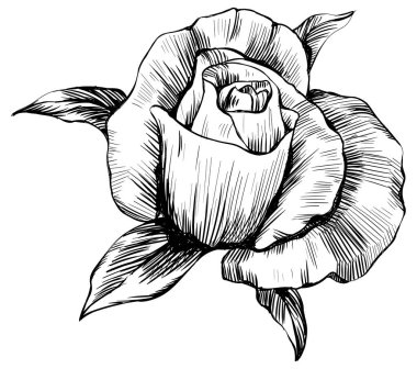 Beyaz üzerine izole gül çiçeği. el çizimi klasik illüstrasyon.