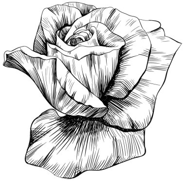 Beyaz üzerine izole gül çiçeği. el çizimi klasik illüstrasyon.