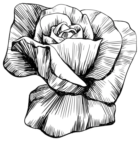 白に孤立したバラの花 手描きヴィンテージイラスト — ストックベクタ