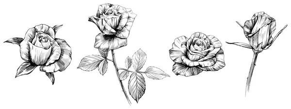 Rose Fiori Schizzo Isolato Bianco Collezione Set Disegnato Mano — Vettoriale Stock