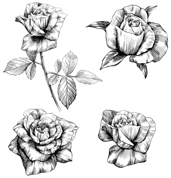 Τριαντάφυλλο Λουλούδια Σκίτσο Απομονώσει Λευκό Συλλογή Χειροποίητων Σετ — Διανυσματικό Αρχείο