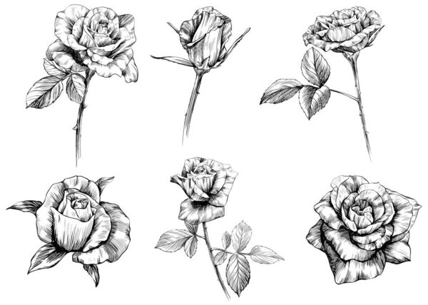 Эскиз цветов роз изолировать на белом. Коллекция рисунков вручную.